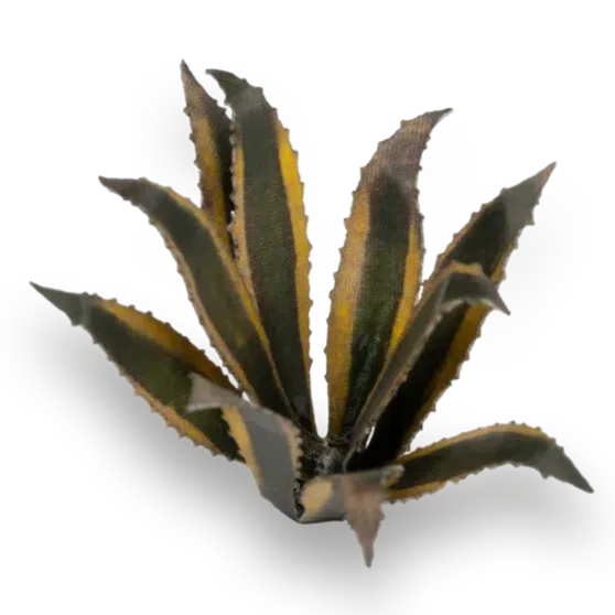 Gamers Grass Laser Plants - Agave - Image 2