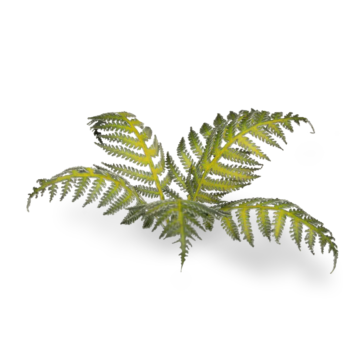 Gamers Grass Laser Plants - Bracken - Image 2