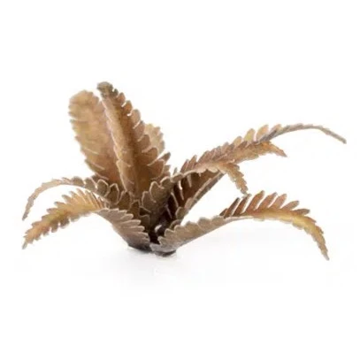 Gamers Grass Laser Plants - Deer Fern - Image 2