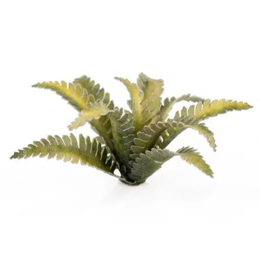 Gamers Grass Laser Plants - Deer Fern - Image 3