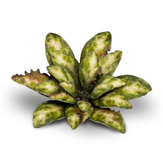 Gamers Grass Laser Plants - Dumb Cane - Image 5