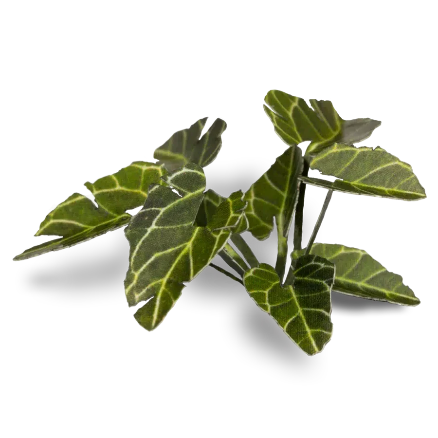 Gamers Grass Laser Plants - Elephant Ear - Image 3