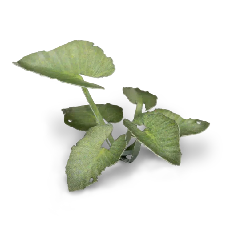Gamers Grass Laser Plants - Elephant Ear - Image 4