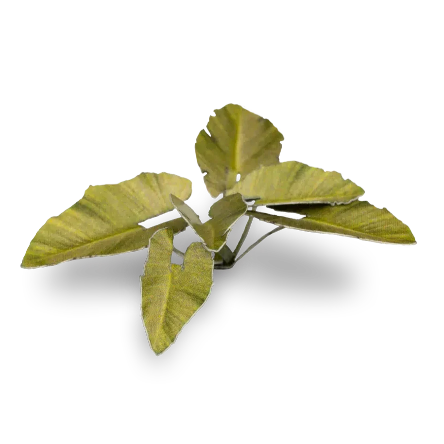 Gamers Grass Laser Plants - Elephant Ear - Image 5