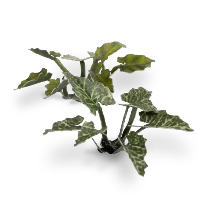 Gamers Grass Laser Plants - Lords-and-Ladies - Image 4