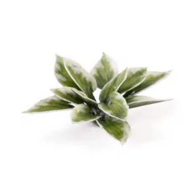 Gamers Grass Laser Plants - Plantain Lily - Image 2