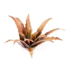 Gamers Grass Laser Plants - Red Aloe - Image 2