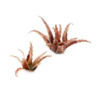 Gamers Grass Laser Plants - Red Aloe - Image 3