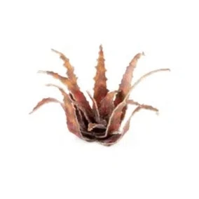 Gamers Grass Laser Plants - Red Aloe - Image 4